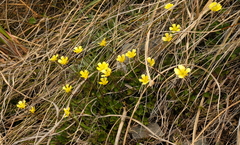 Ranunculus enysii