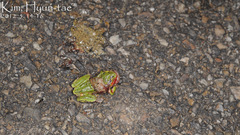 Hyla japonica