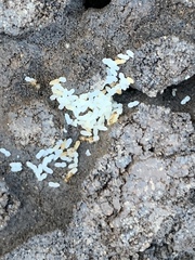 Nylanderia terricola