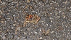 Hyla japonica