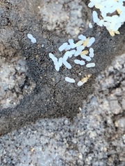 Nylanderia terricola