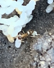 Nylanderia terricola