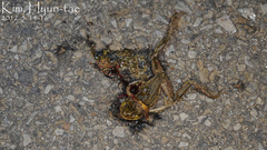 Hyla japonica