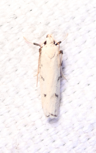 Five-spotted Glyphidocera photo 3