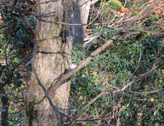 Aegithalos caudatus