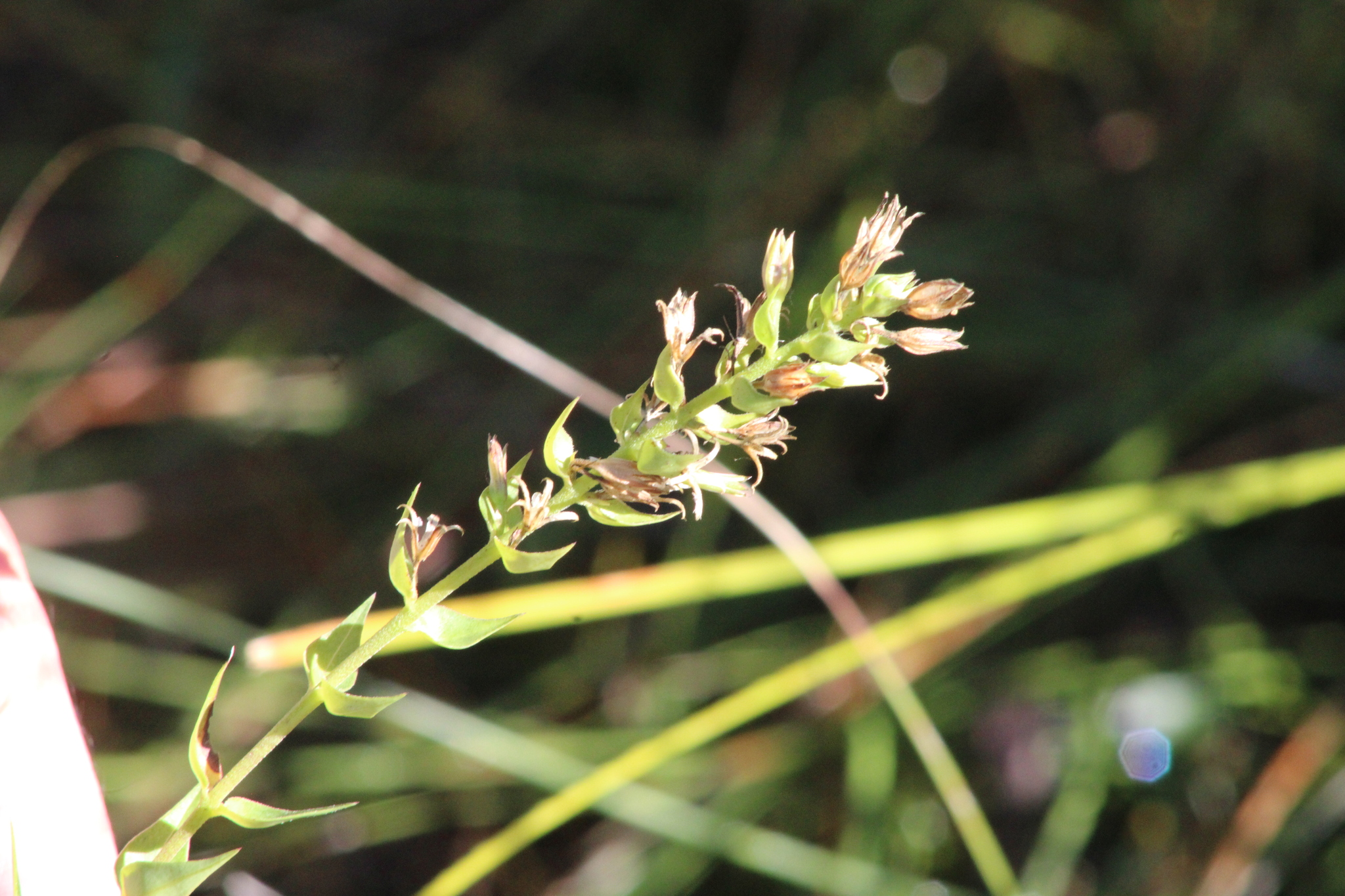 Wild Sweetwilliam (Phlox maculata)