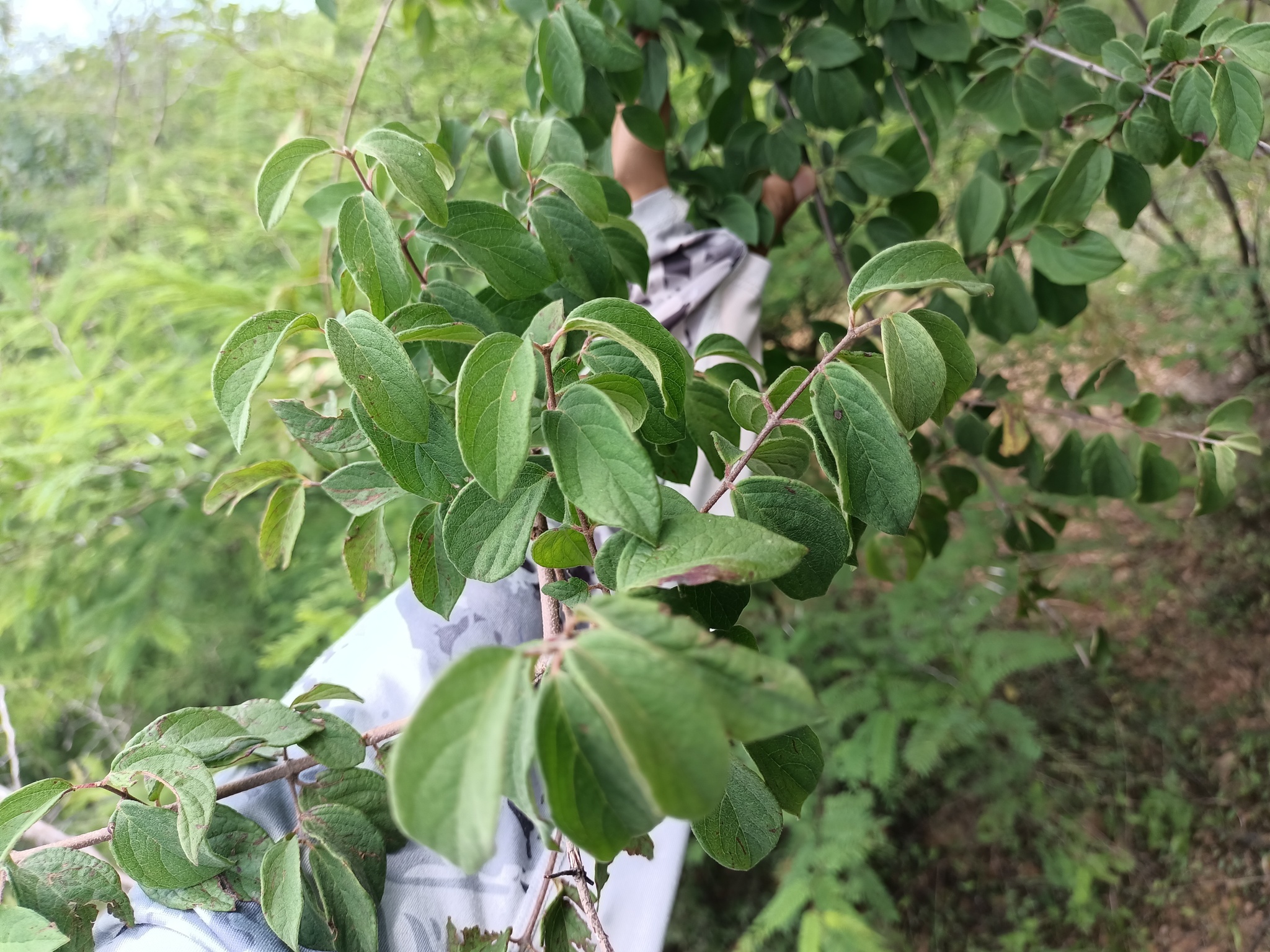 Imagem de Heteropterys brachiata