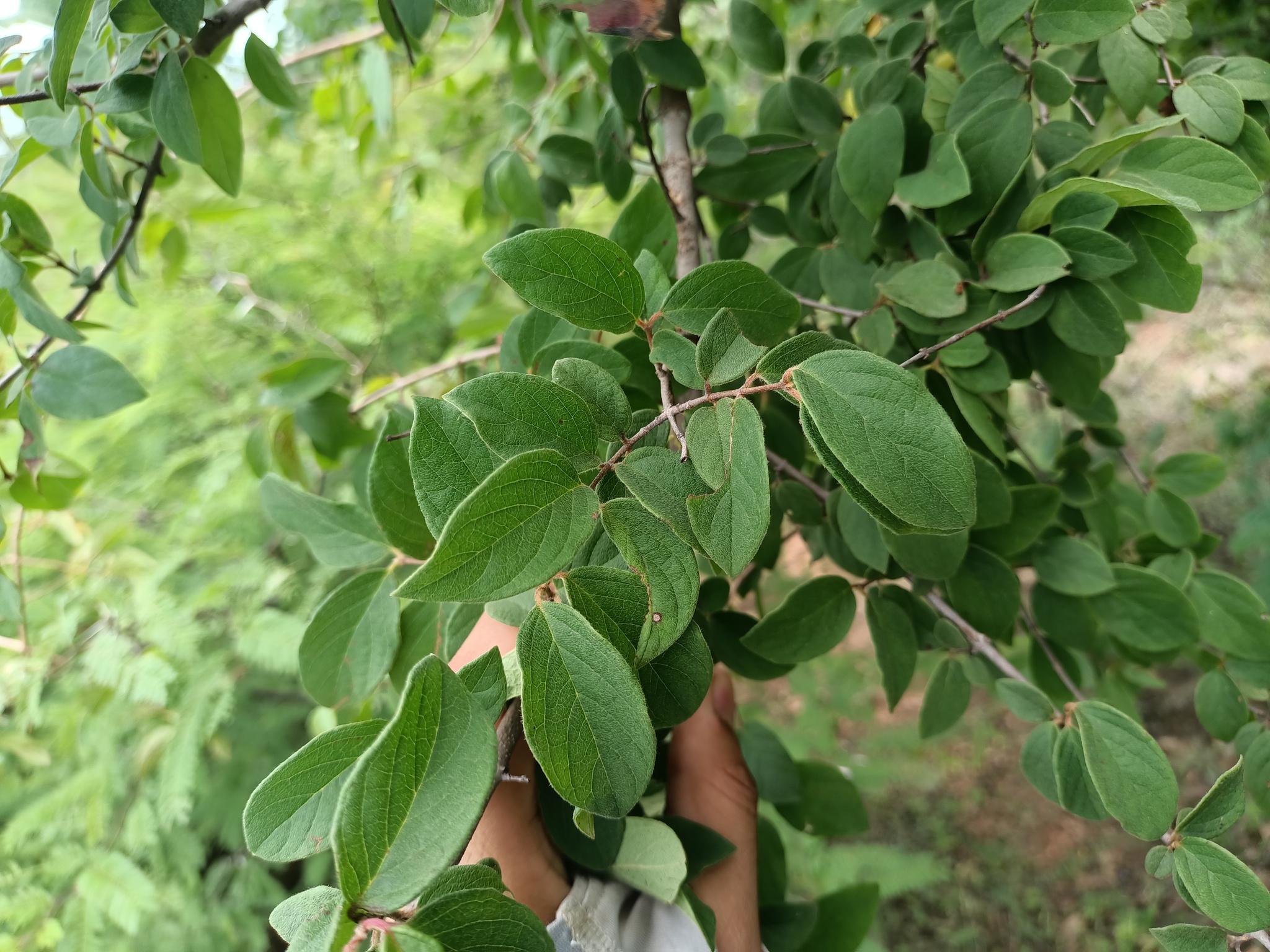 Imagem de Heteropterys brachiata