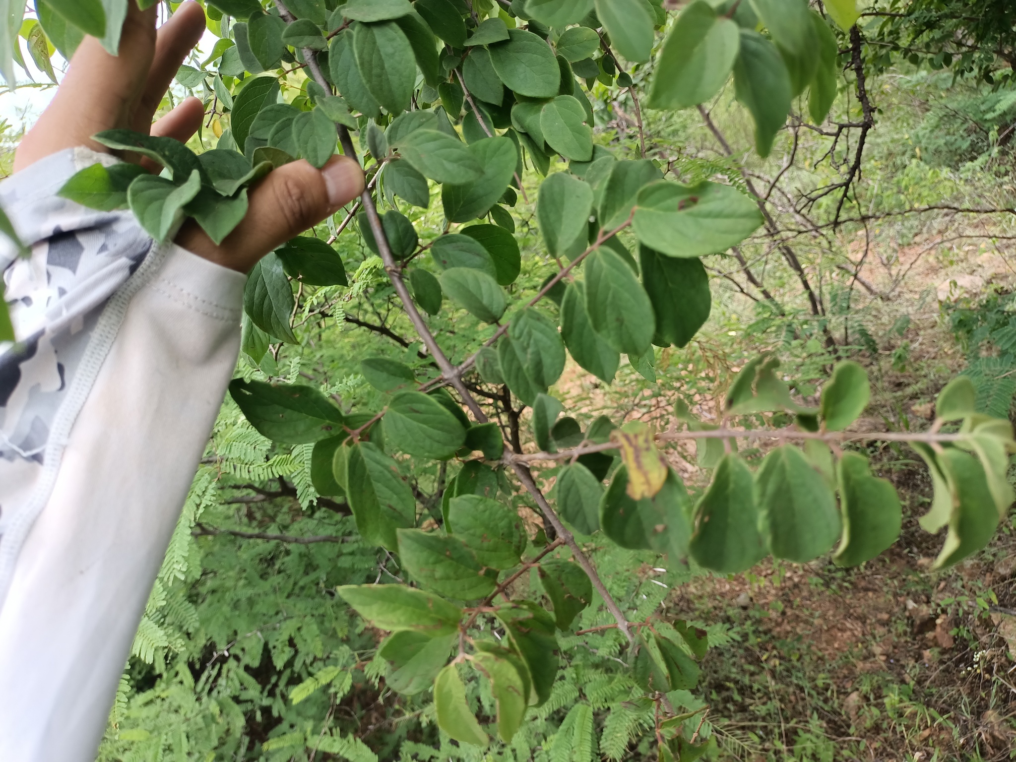 Imagem de Heteropterys brachiata