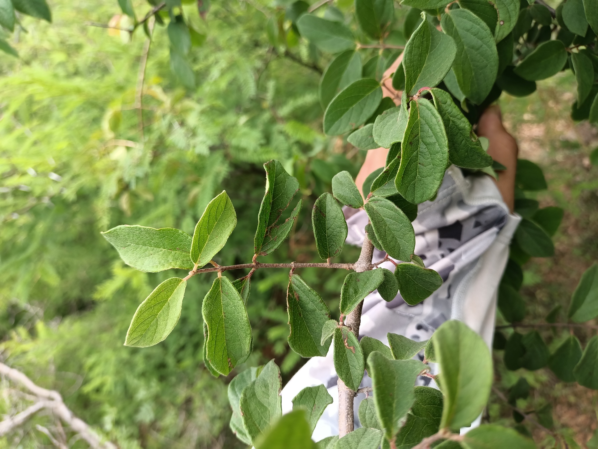 Imagem de Heteropterys brachiata