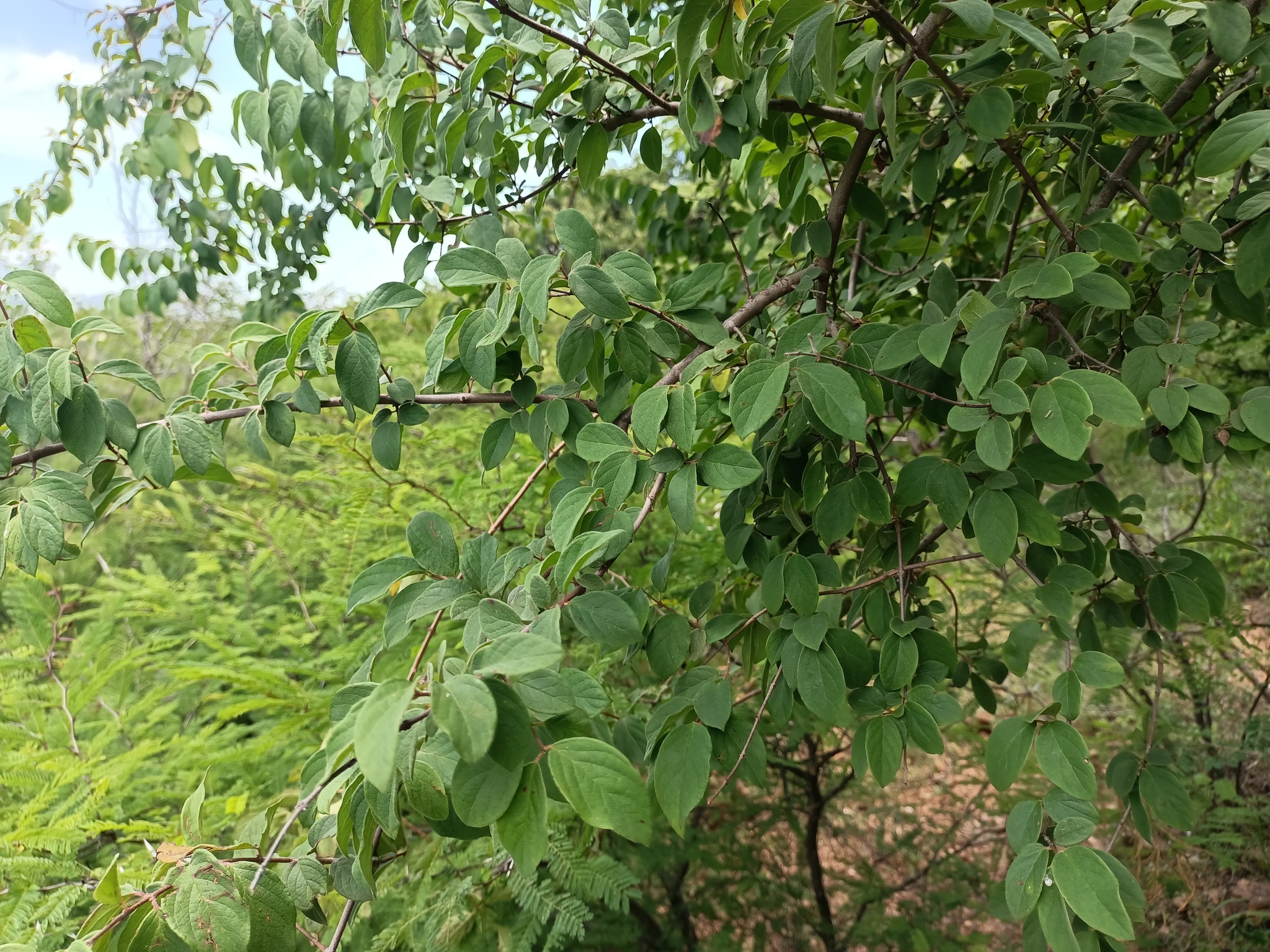 Imagem de Heteropterys brachiata