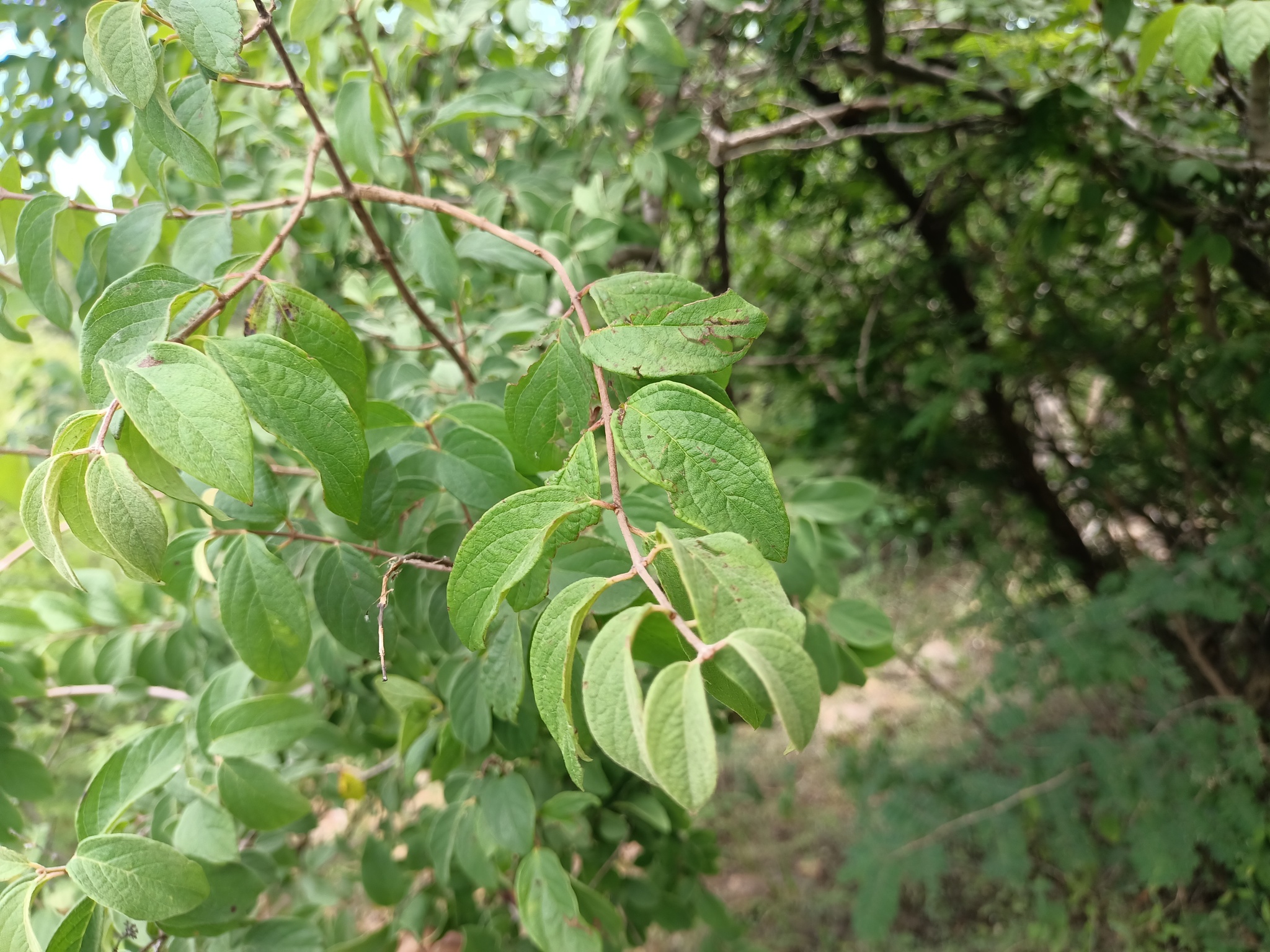 Imagem de Heteropterys brachiata