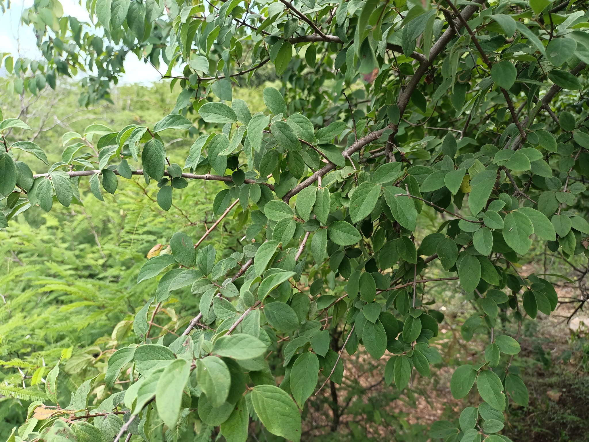 Imagem de Heteropterys brachiata