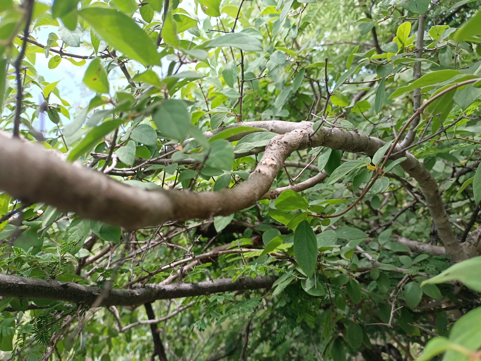 Imagem de Heteropterys brachiata