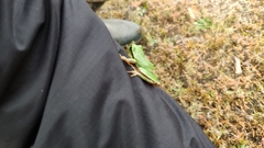 Hyla molleri
