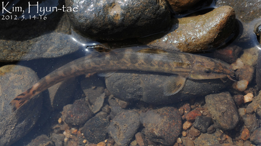 Continental Stone Loach