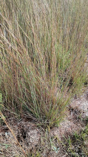 little bluestem