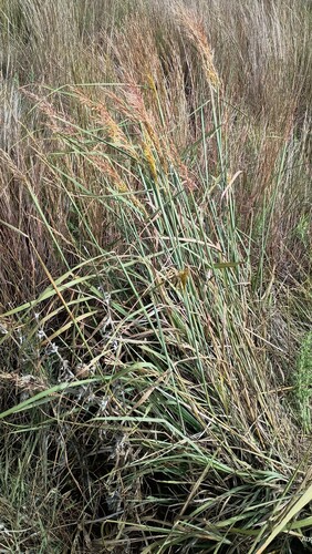 Indiangrass