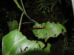 Pseudophasma bispinosum