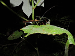 Pseudophasma bispinosum