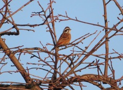 Emberiza cioides