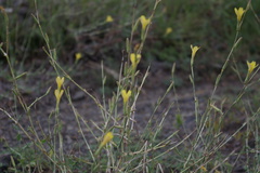 Lactuca viminea viminea