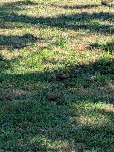 Mourning Dove