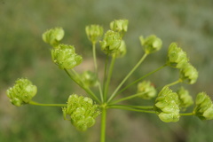 Pastinaca clausii