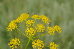 Pastinaca clausii