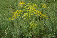 Pastinaca clausii
