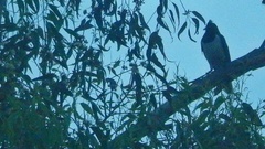 Cyanocorax cristatellus