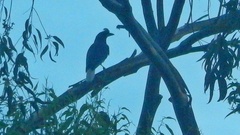 Cyanocorax cristatellus