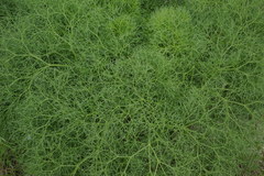 Prangos ferulacea