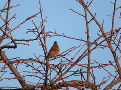 Emberiza cioides