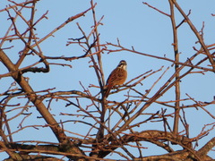 Emberiza cioides