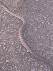 Arizona elegans
