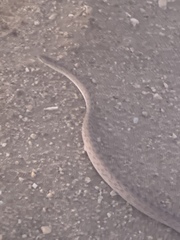 Arizona elegans
