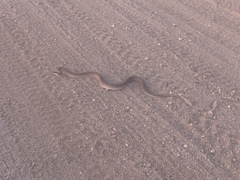 Arizona elegans