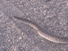 Arizona elegans