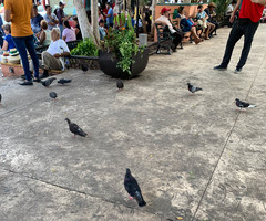 Columba livia