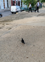 Columba livia