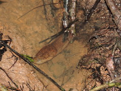 Synbranchus marmoratus