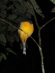 Trogon ramonianus