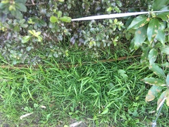 Ehrharta erecta erecta