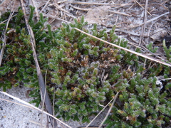 Selaginella acanthonota
