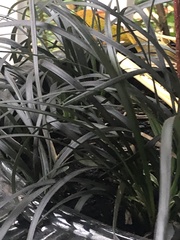 Ophiopogon planiscapus