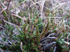 Selaginella acanthonota