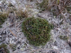 Selaginella acanthonota