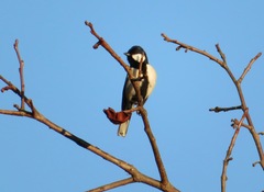 Parus minor