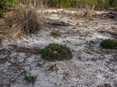Selaginella acanthonota